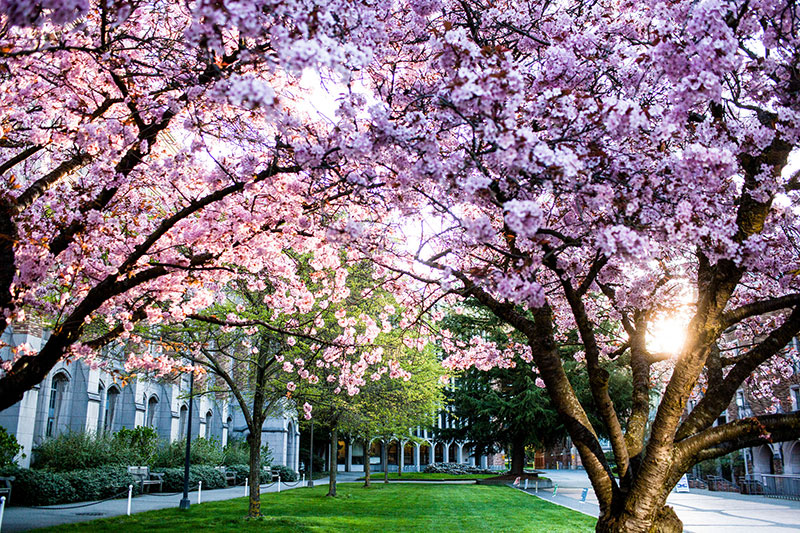 University of Washington-Seattle Campus